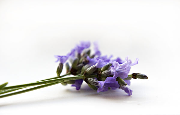 Learn Why Lavender is the Best Essential Oil for Beginners
